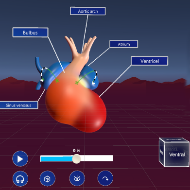 Embryonic heart development as an immersive experience: Unveiling learning effects and influential factors in virtual learning environments